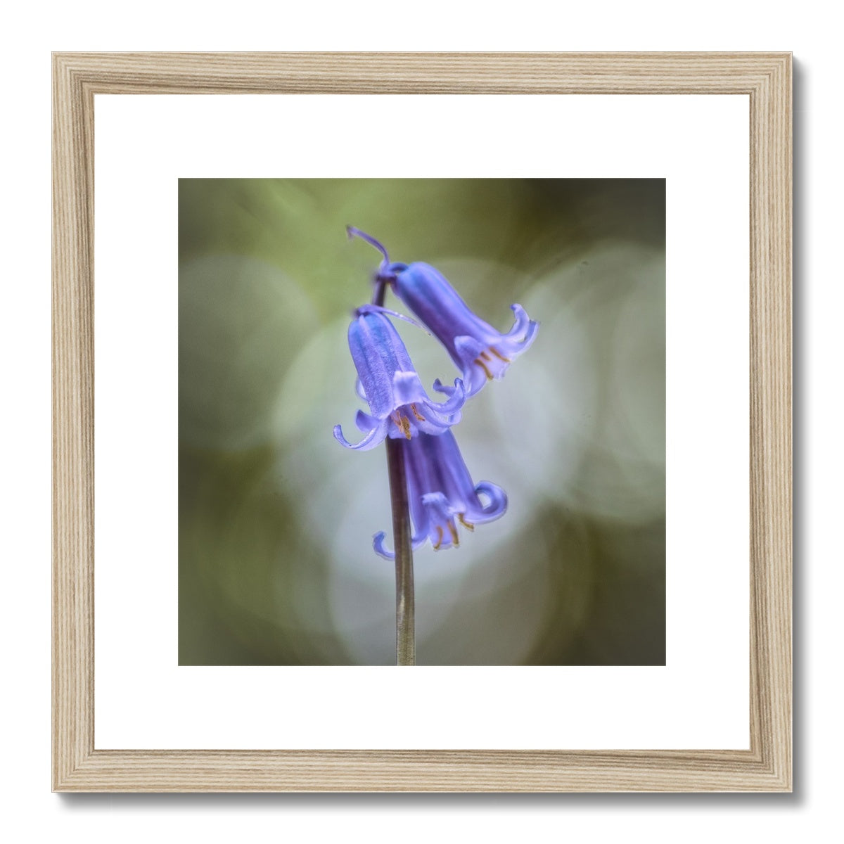 "Bella" Framed & Mounted Print