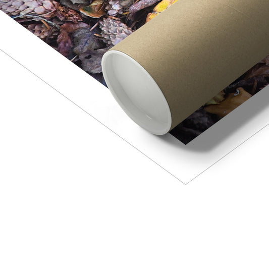 " Fall " Fine Art Print