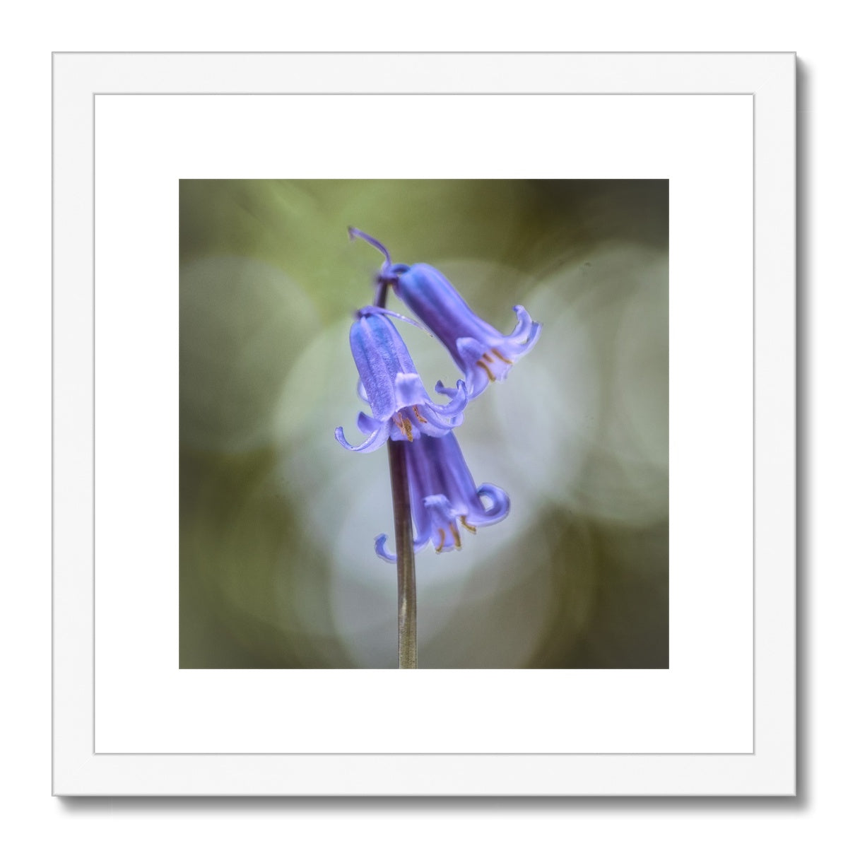 "Bella" Framed & Mounted Print
