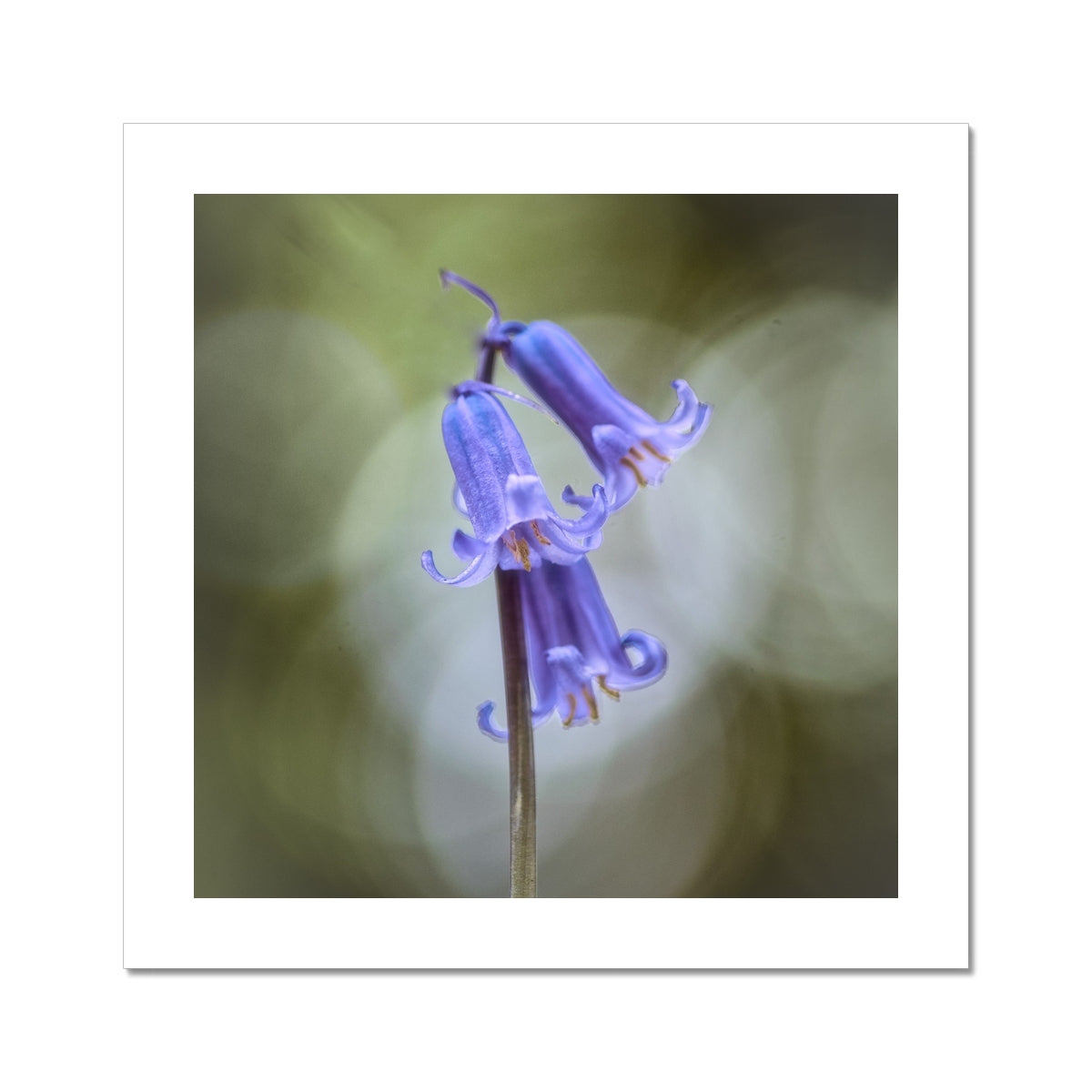 "Bella" Fine Art Print
