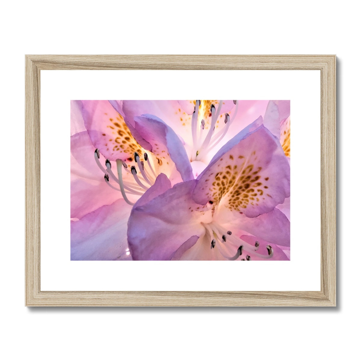 "Lily Peru" Framed & Mounted Print