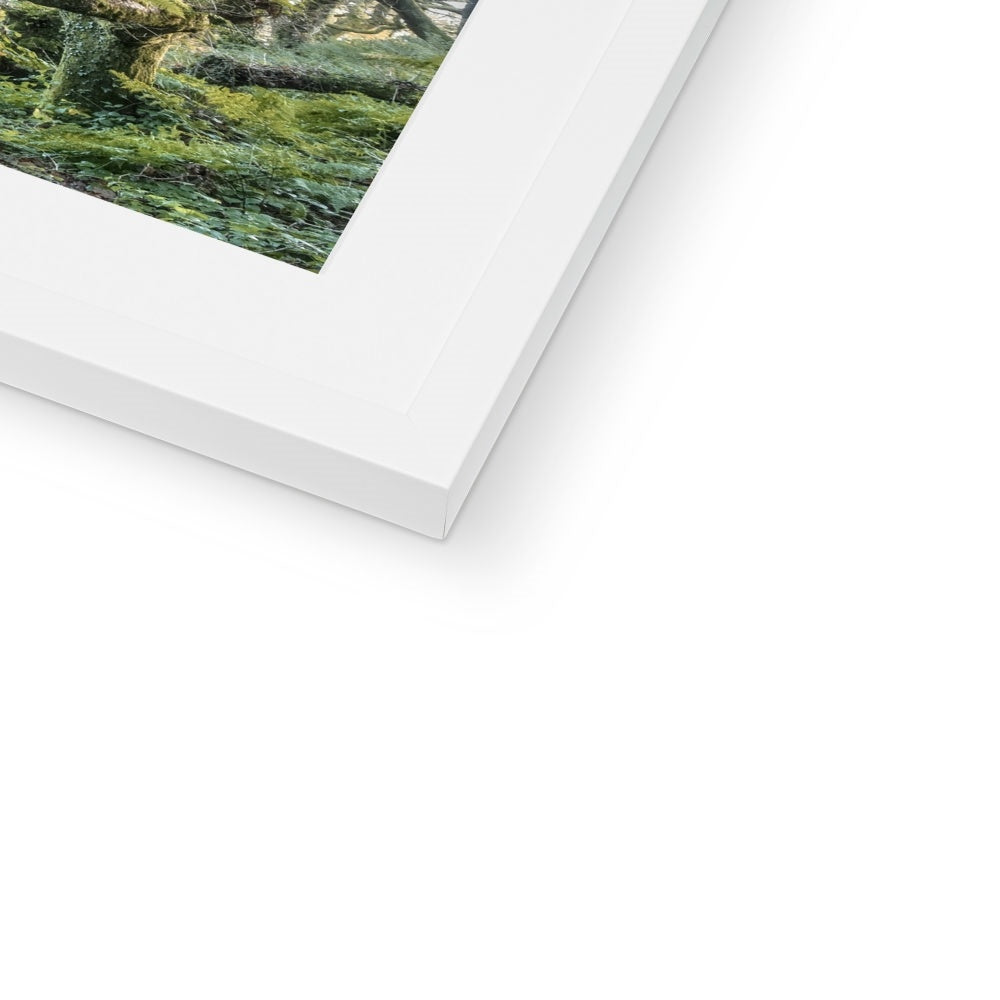 " Gnarled " Framed & Mounted Print