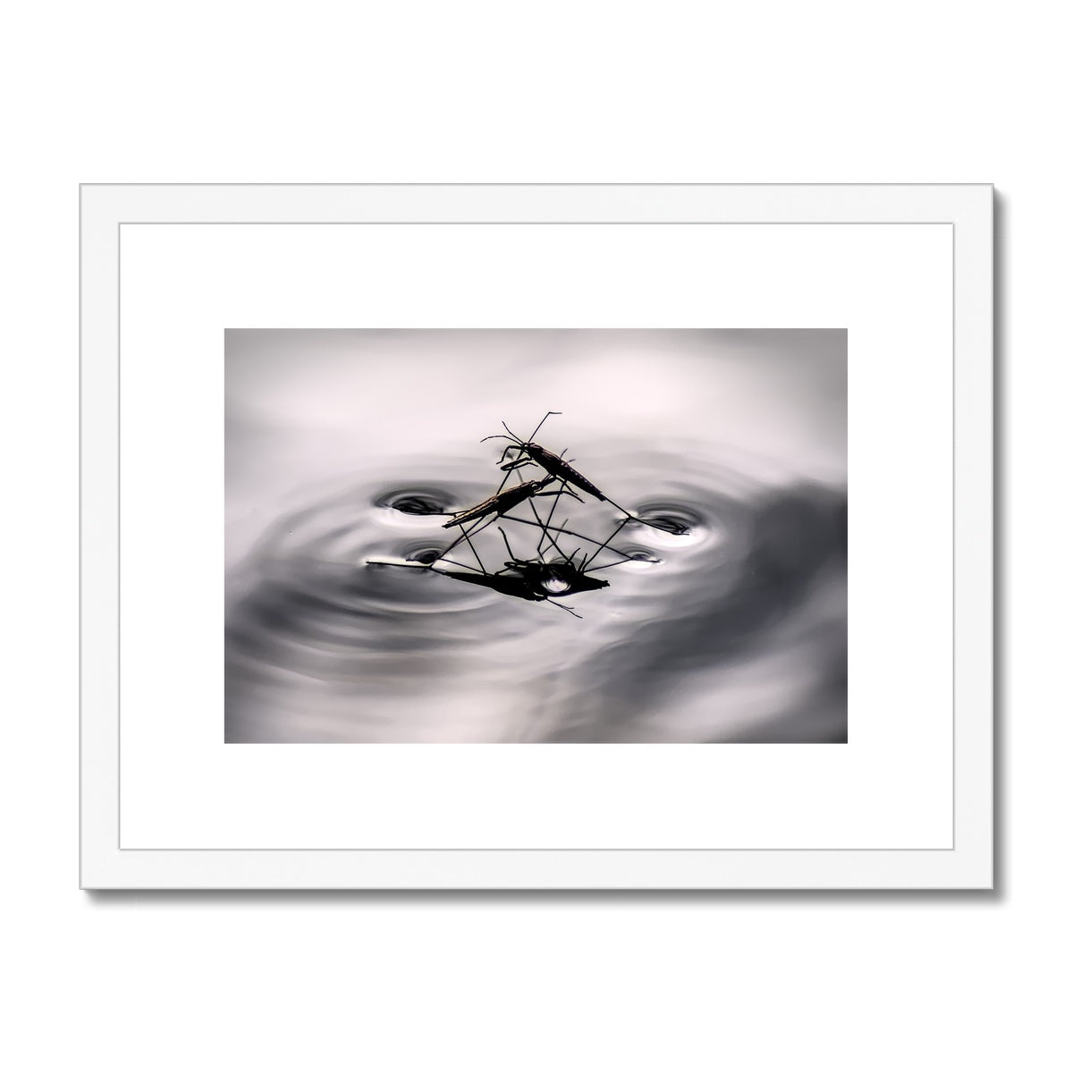"Insex" Framed & Mounted Print