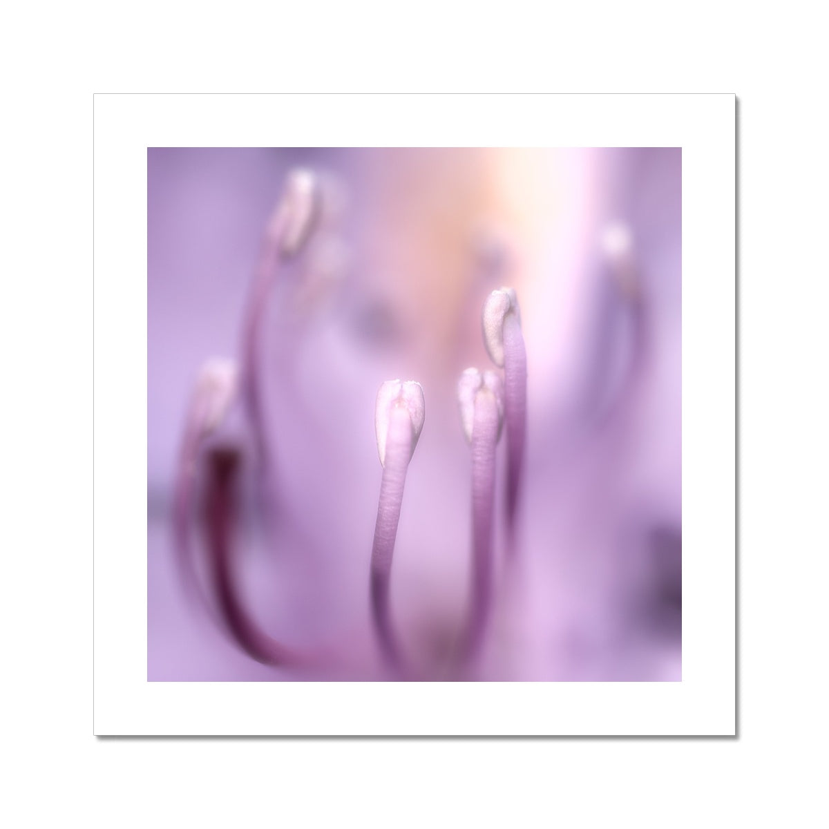 "In To The Light" Fine Art Print