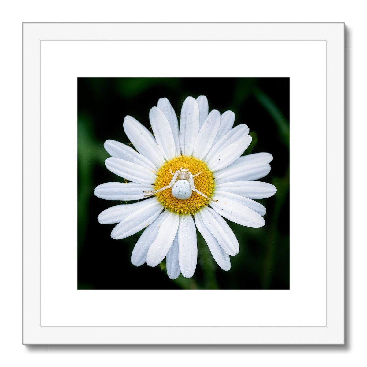 "Sunbathing" Framed & Mounted Print
