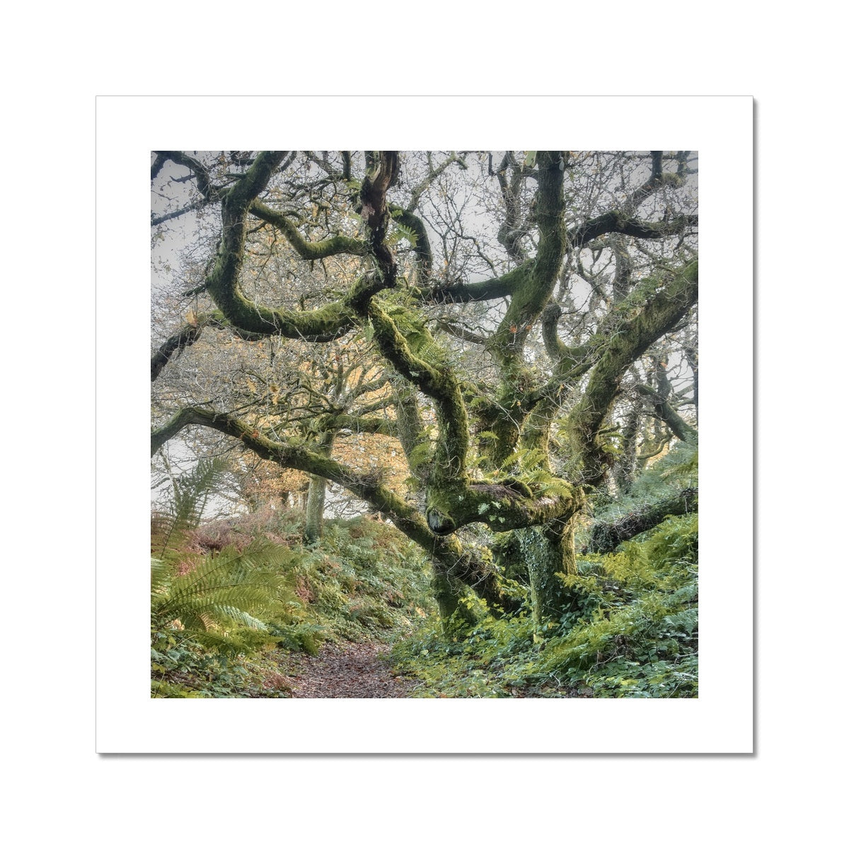 " Gnarled " Fine Art Print