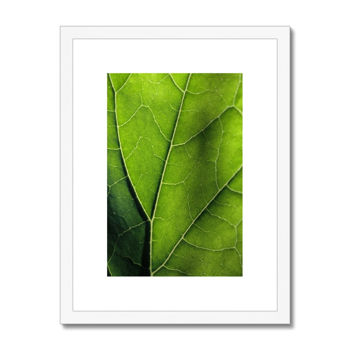 "Veins" Framed & Mounted Print