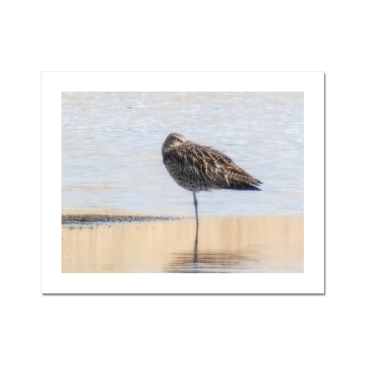 "Sleepy Sandpiper - Photo Art" Fine Art Print