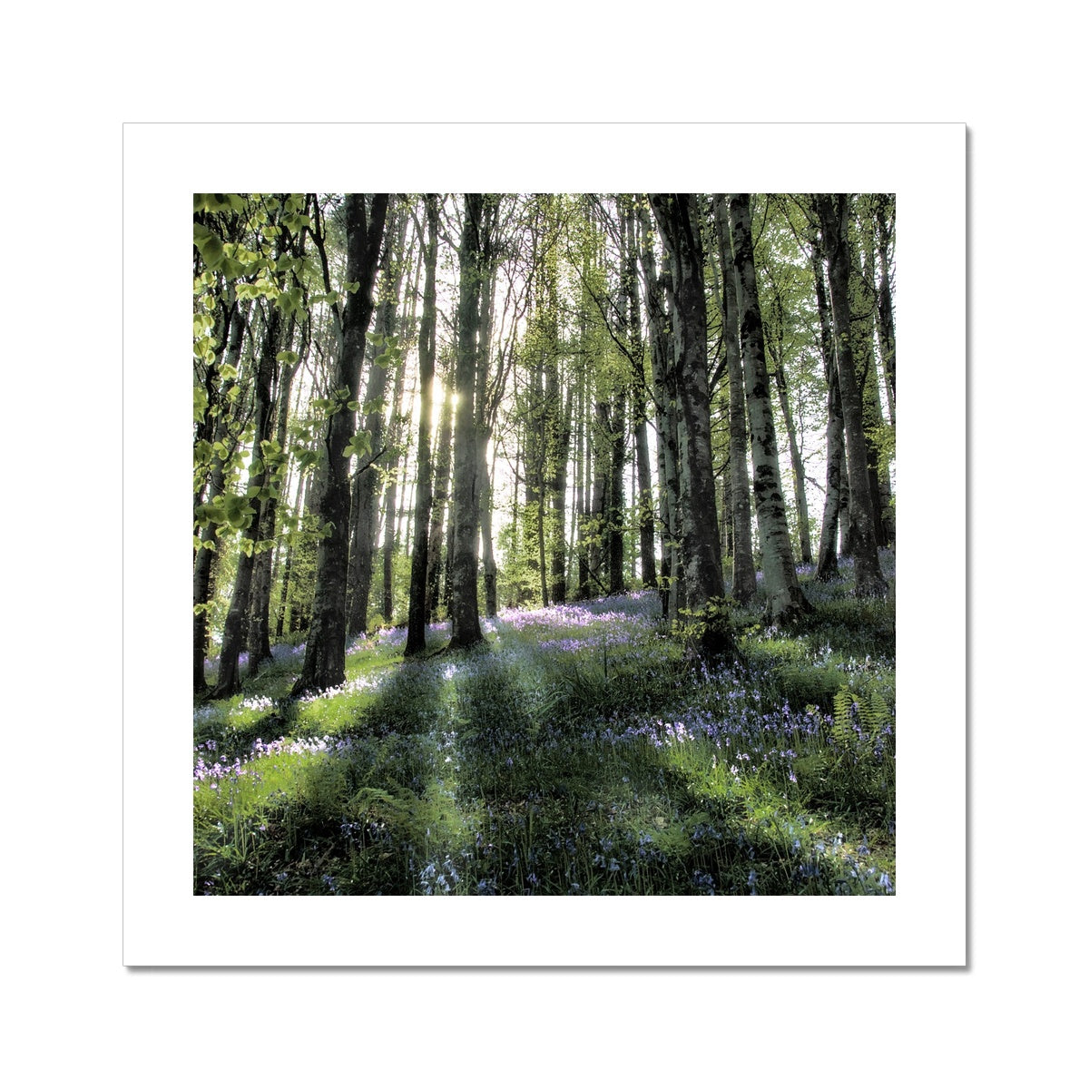 "Bella's Wood" Fine Art Print