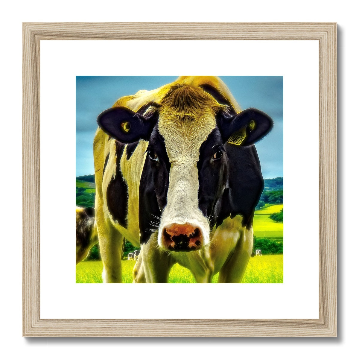 "Silly Cow - Photo Art" Framed & Mounted Print