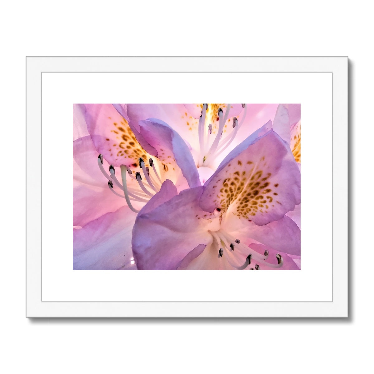 "Lily Peru" Framed & Mounted Print