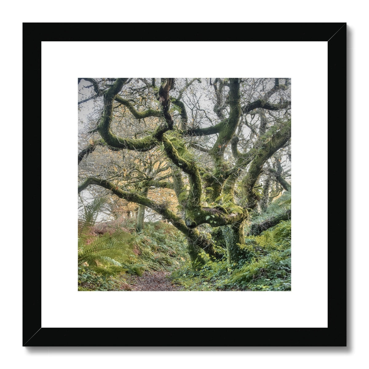 " Gnarled " Framed & Mounted Print