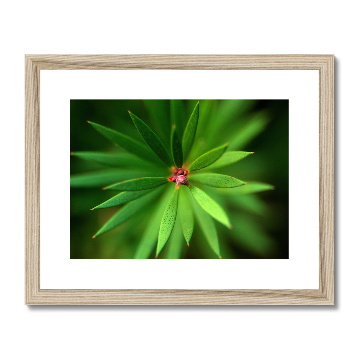 "Neadles" Framed & Mounted Print