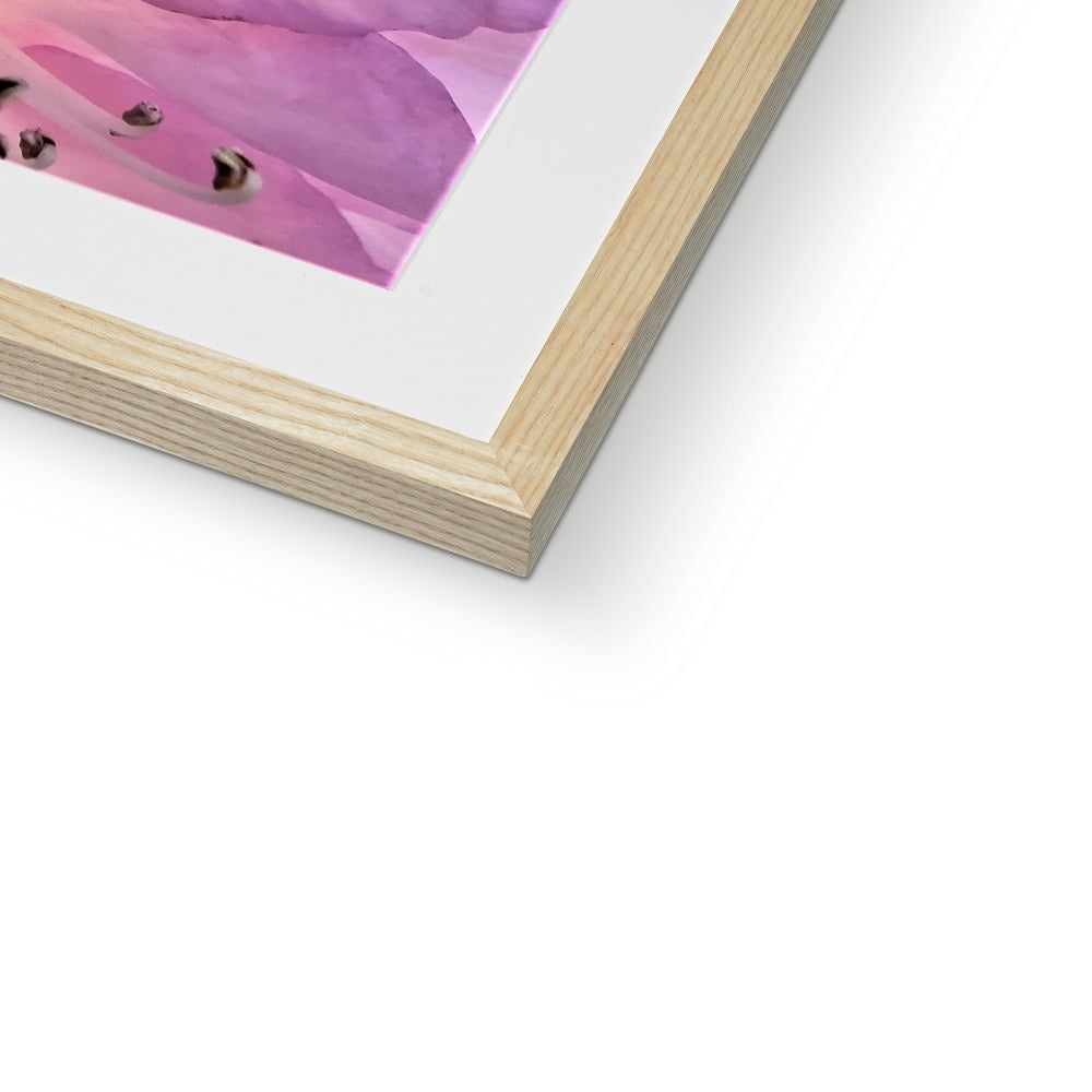 "Lily Peru" Framed & Mounted Print