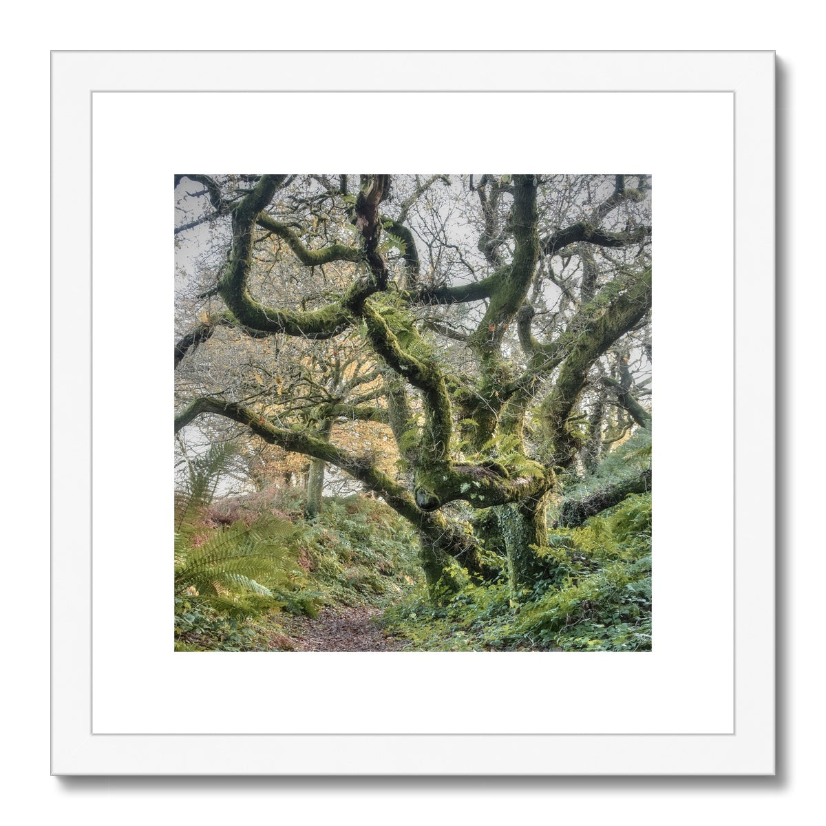 " Gnarled " Framed & Mounted Print