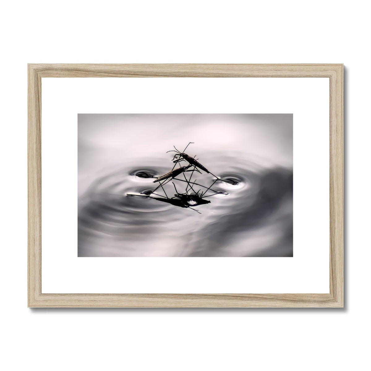 "Insex" Framed & Mounted Print