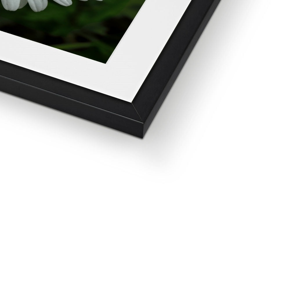 "Daze" Framed & Mounted Print
