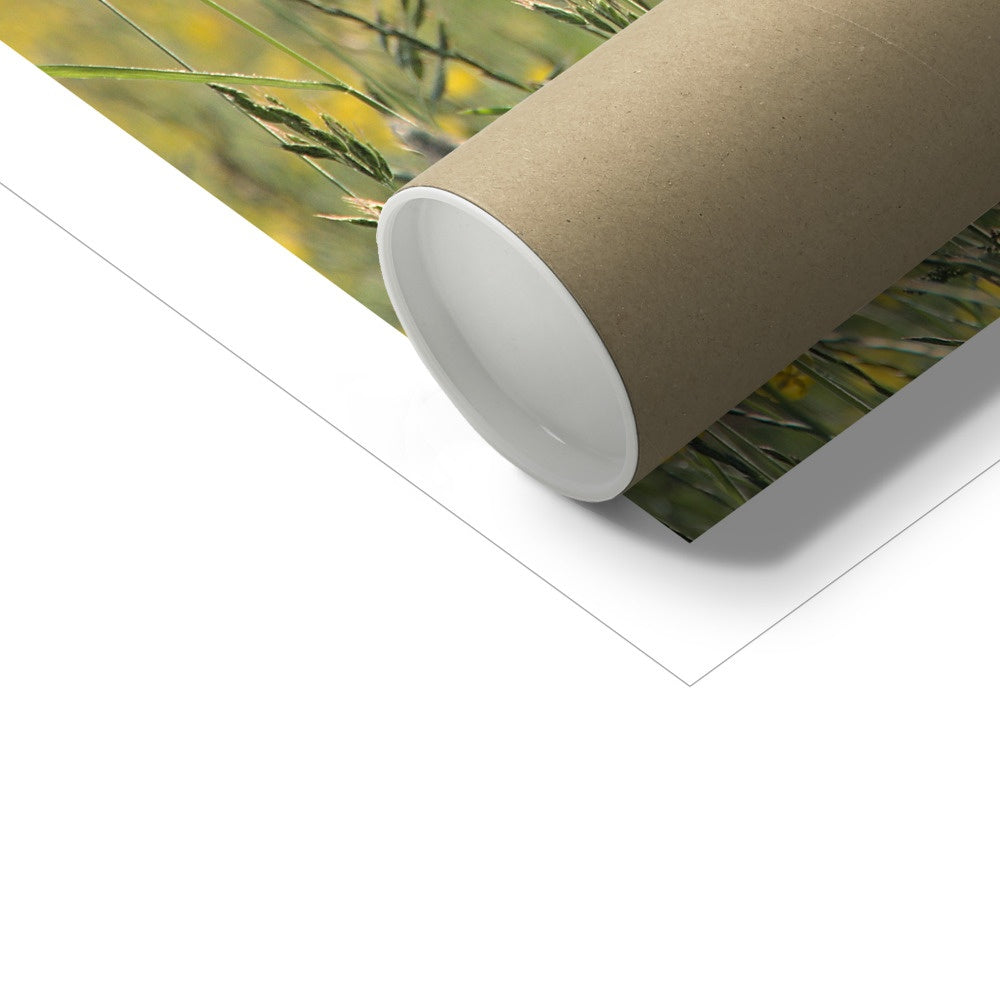 "The Long Grass" Fine Art Print