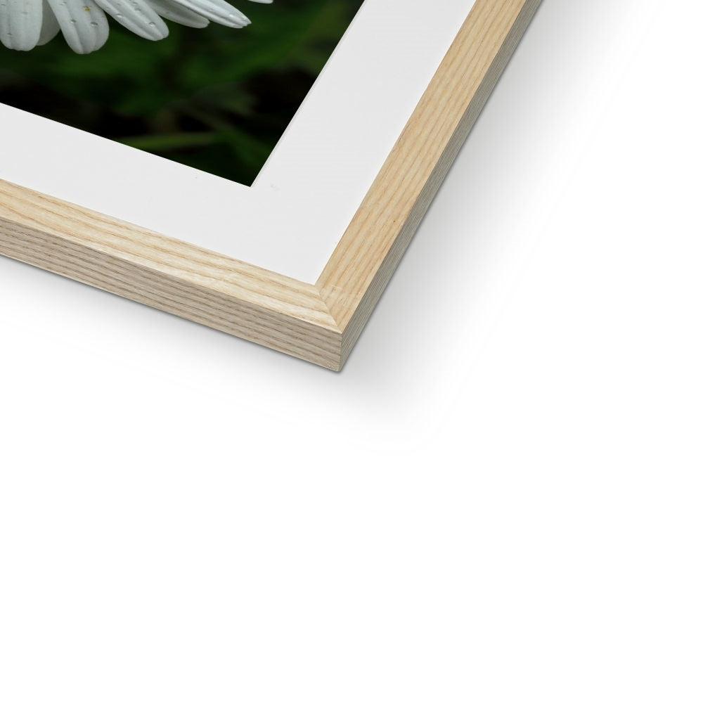 "Daze" Framed & Mounted Print