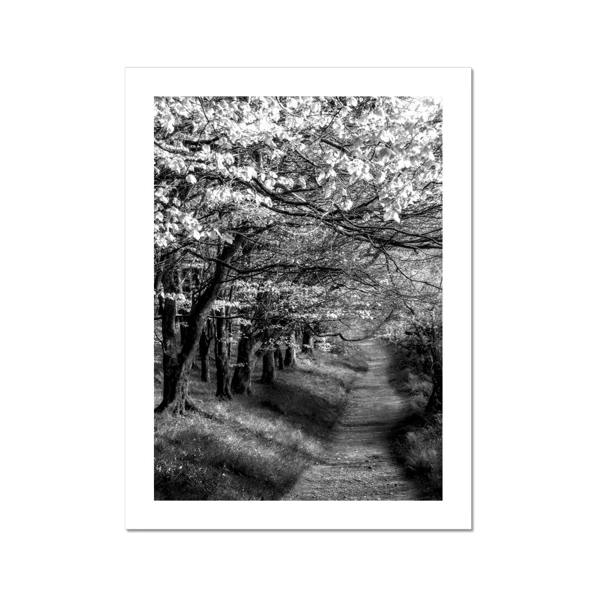 " Homeward Bound " Fine Art Print