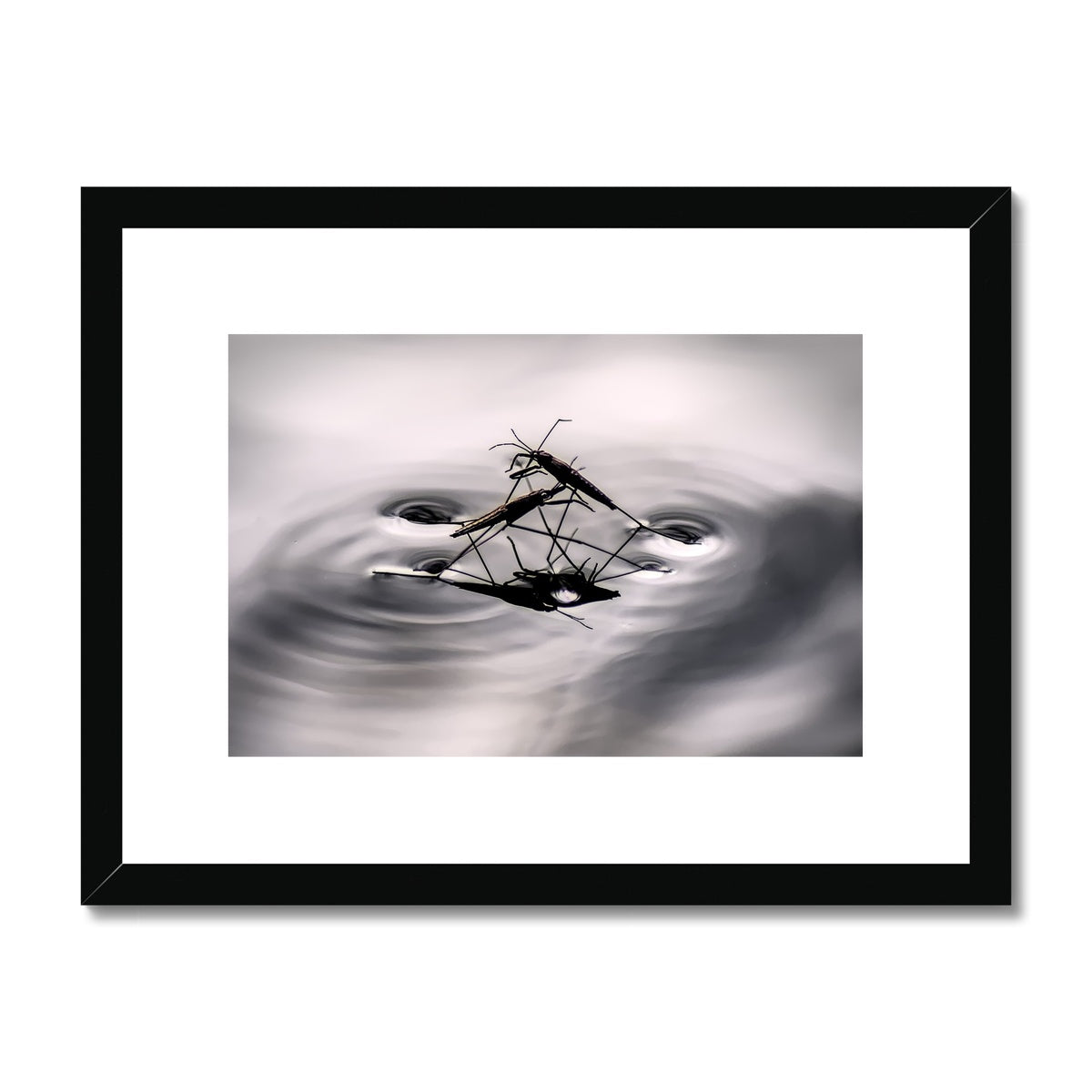 "Insex" Framed & Mounted Print