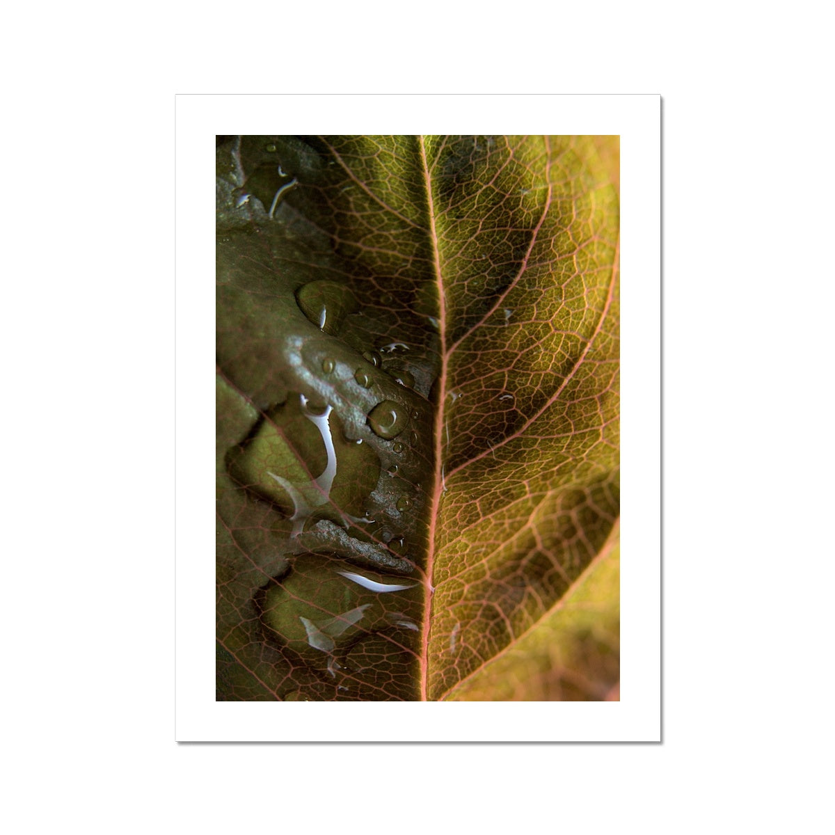 "Sun Rise on Leaf" Fine Art Print