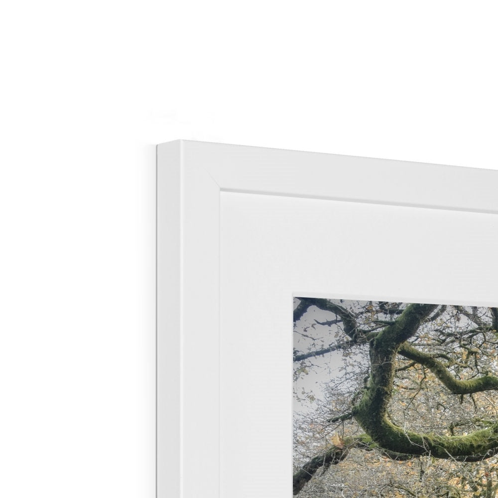 " Gnarled " Framed & Mounted Print