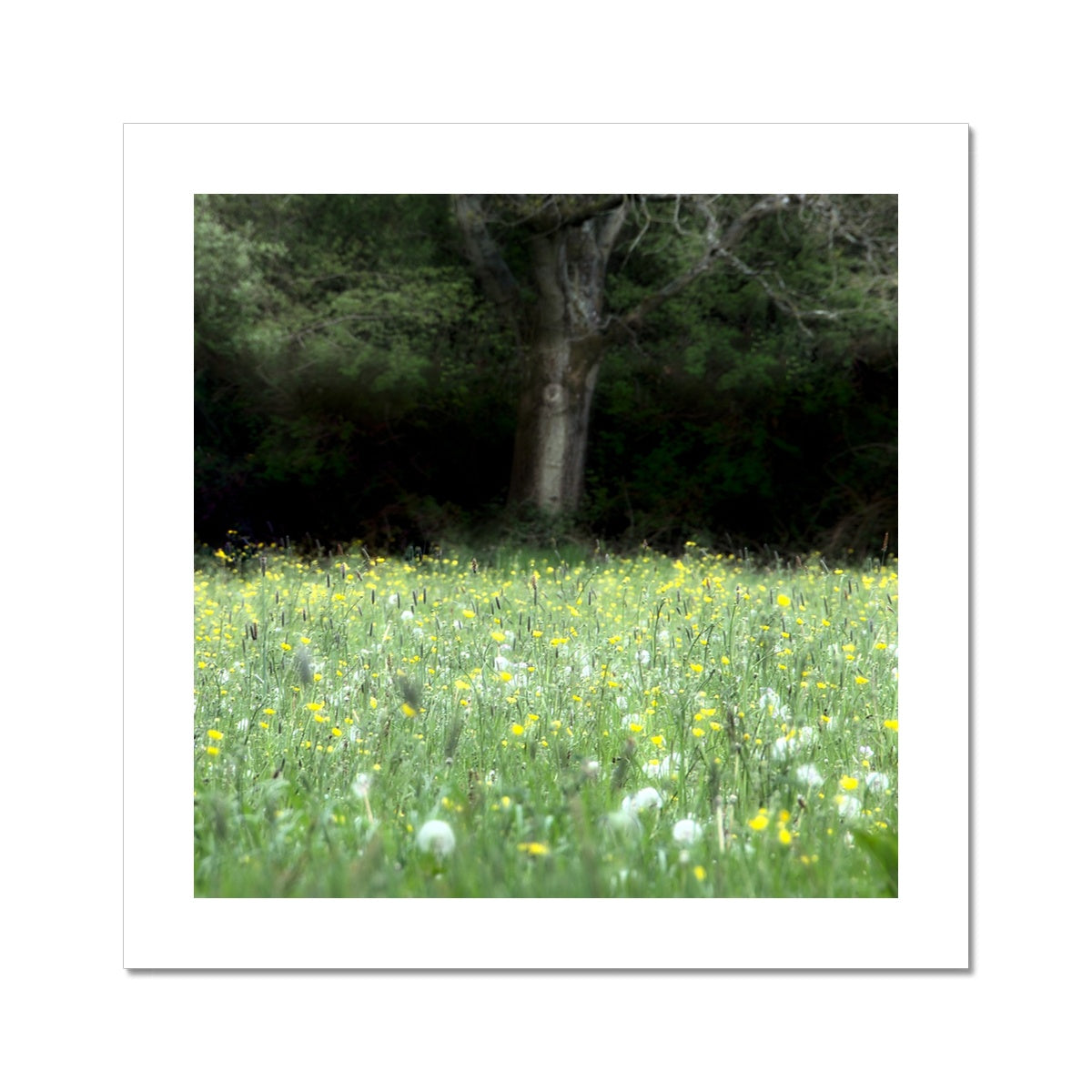 " In the Meadow " Fine Art Print