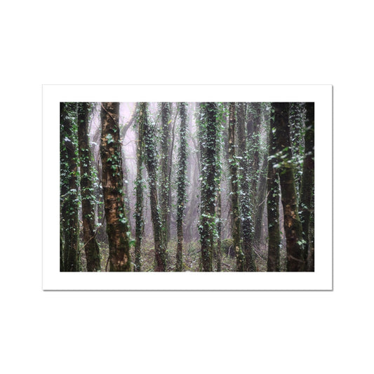 " Misty Trees #1 " Fine Art Print