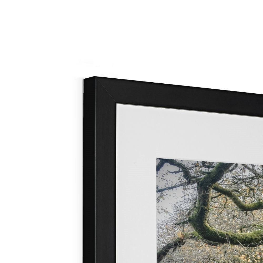" Gnarled " Framed & Mounted Print