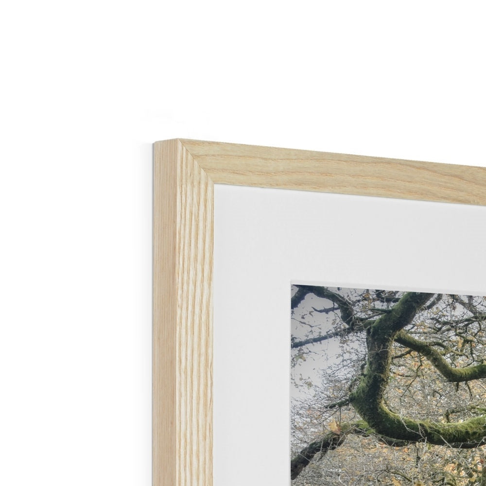 " Gnarled " Framed & Mounted Print
