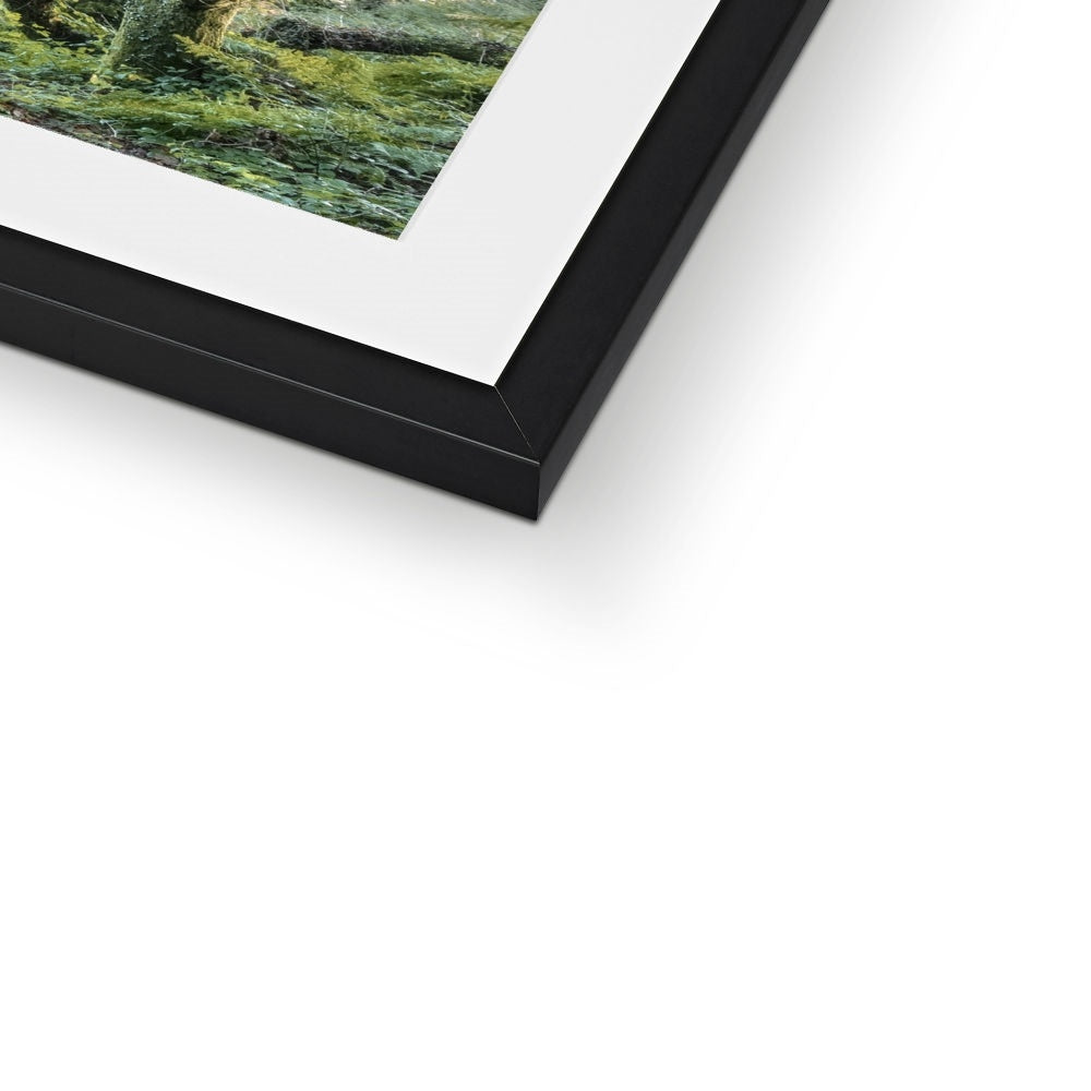 " Gnarled " Framed & Mounted Print
