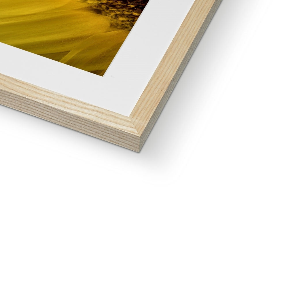 " Late Bloomer " Framed & Mounted Print