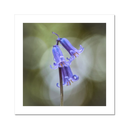 "Bella" Fine Art Print