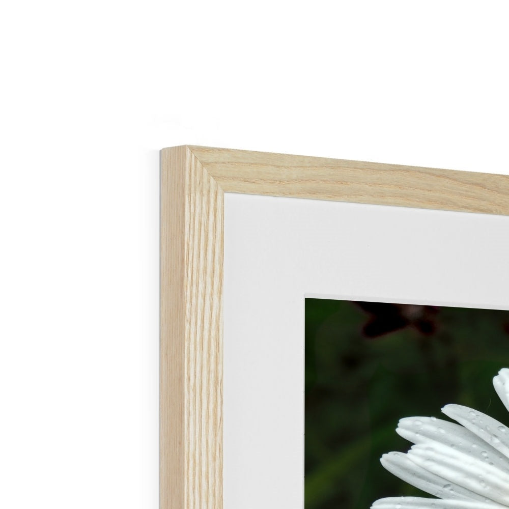 "Daze" Framed & Mounted Print
