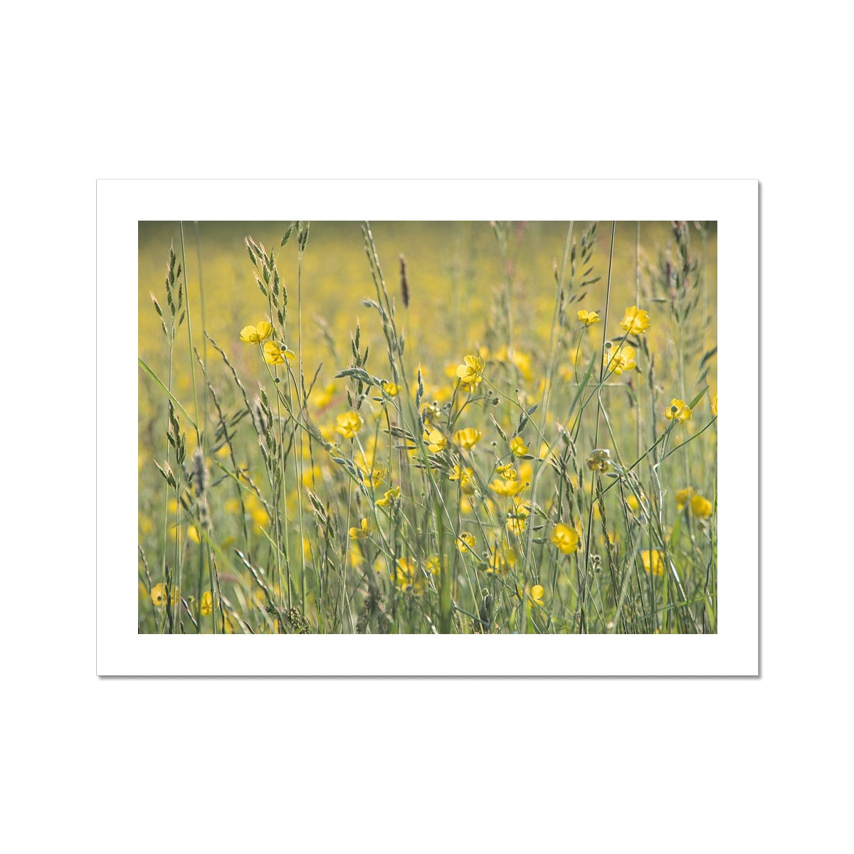 "The Long Grass" Fine Art Print