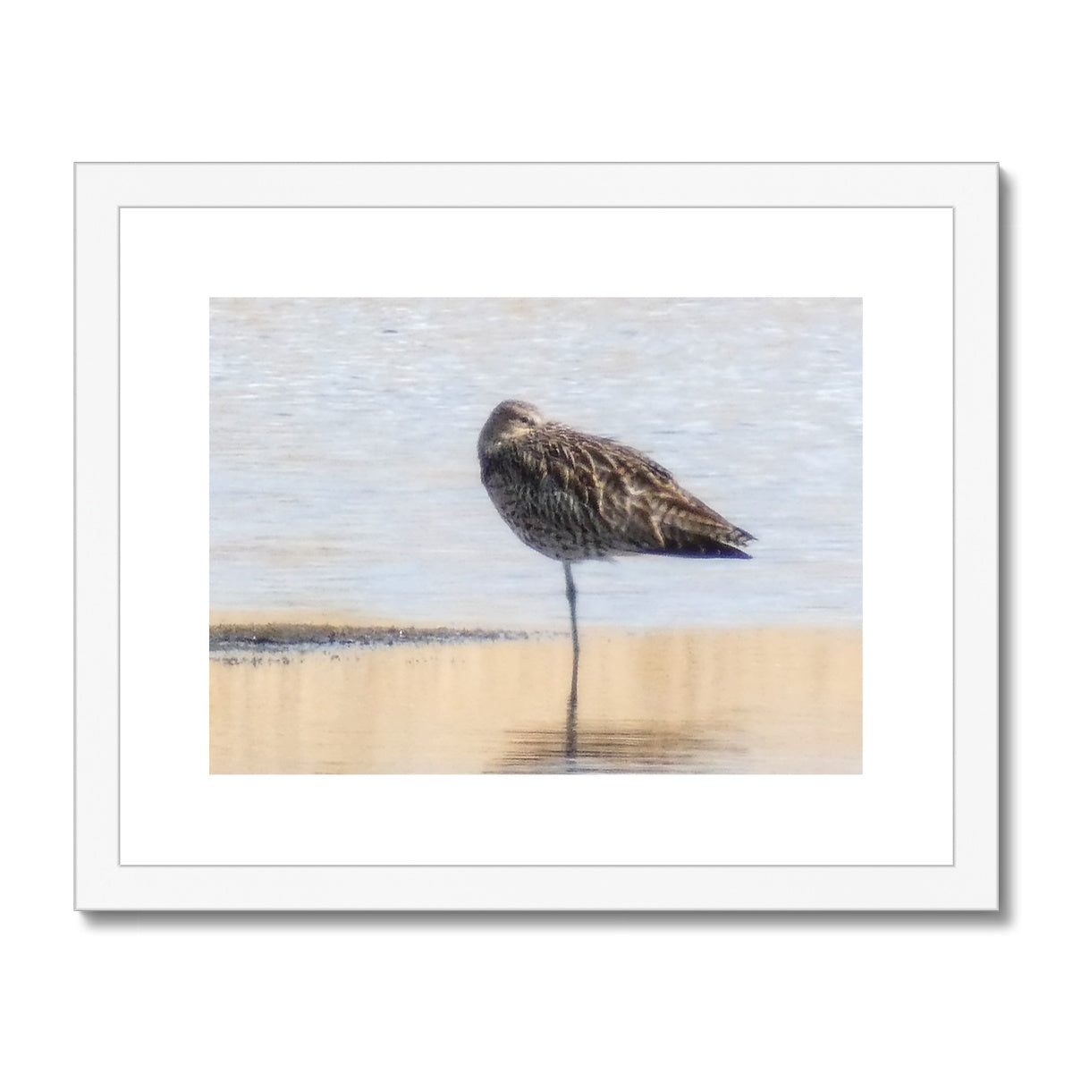 "Sleepy Sandpiper - Photo Art" Framed & Mounted Print
