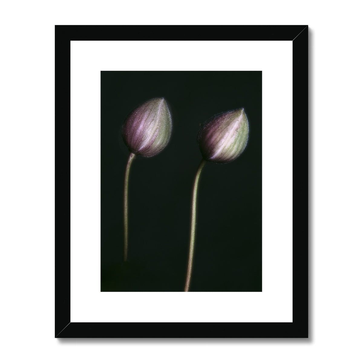"The Bowed" Framed & Mounted Print