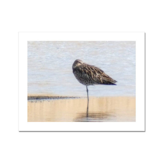 "Sleepy Sandpiper - Photo Art" Fine Art Print
