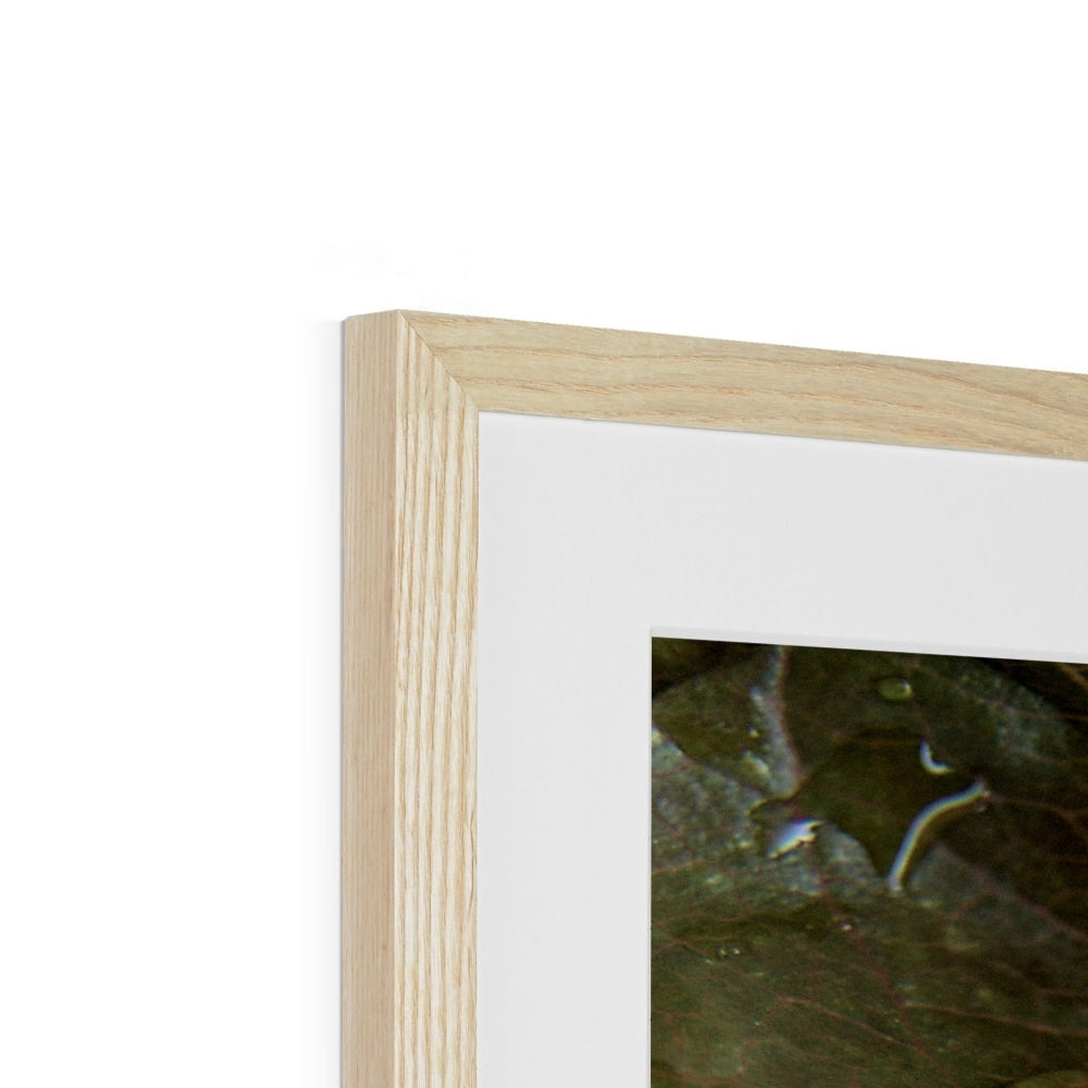 "Sun Rise on Leaf" Framed & Mounted Print