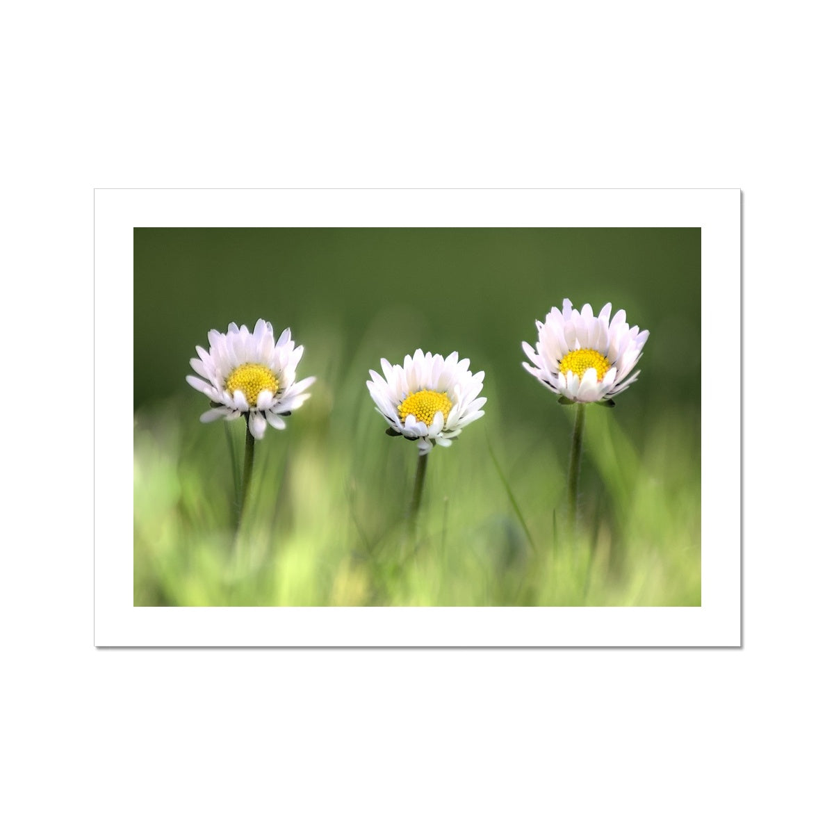 "Triplets" Fine Art Print