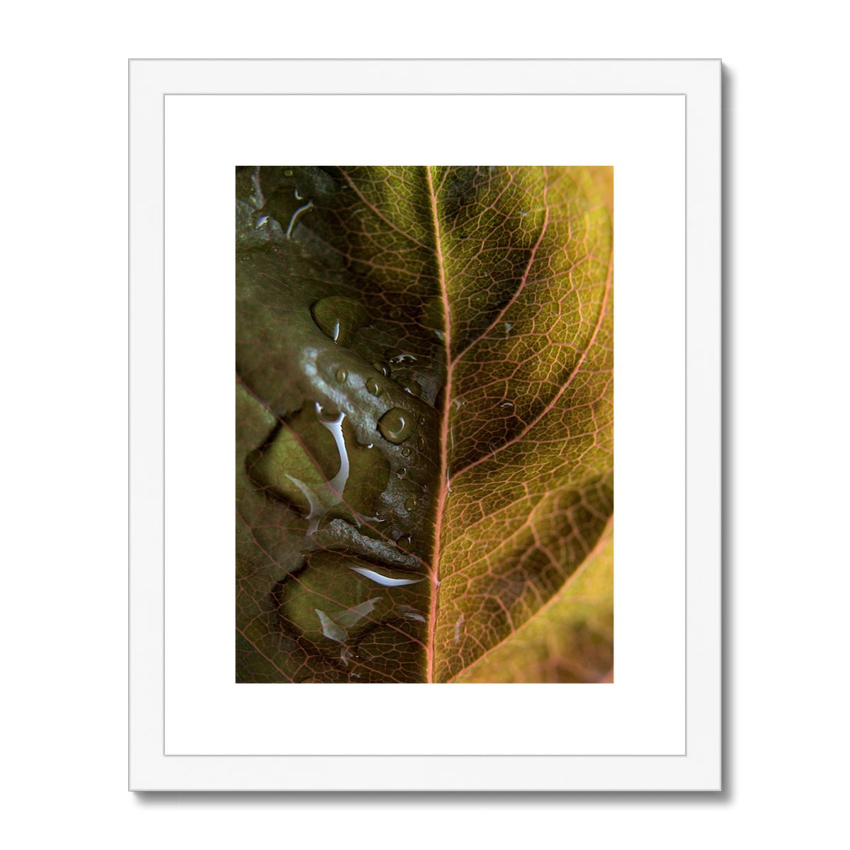 "Sun Rise on Leaf" Framed & Mounted Print