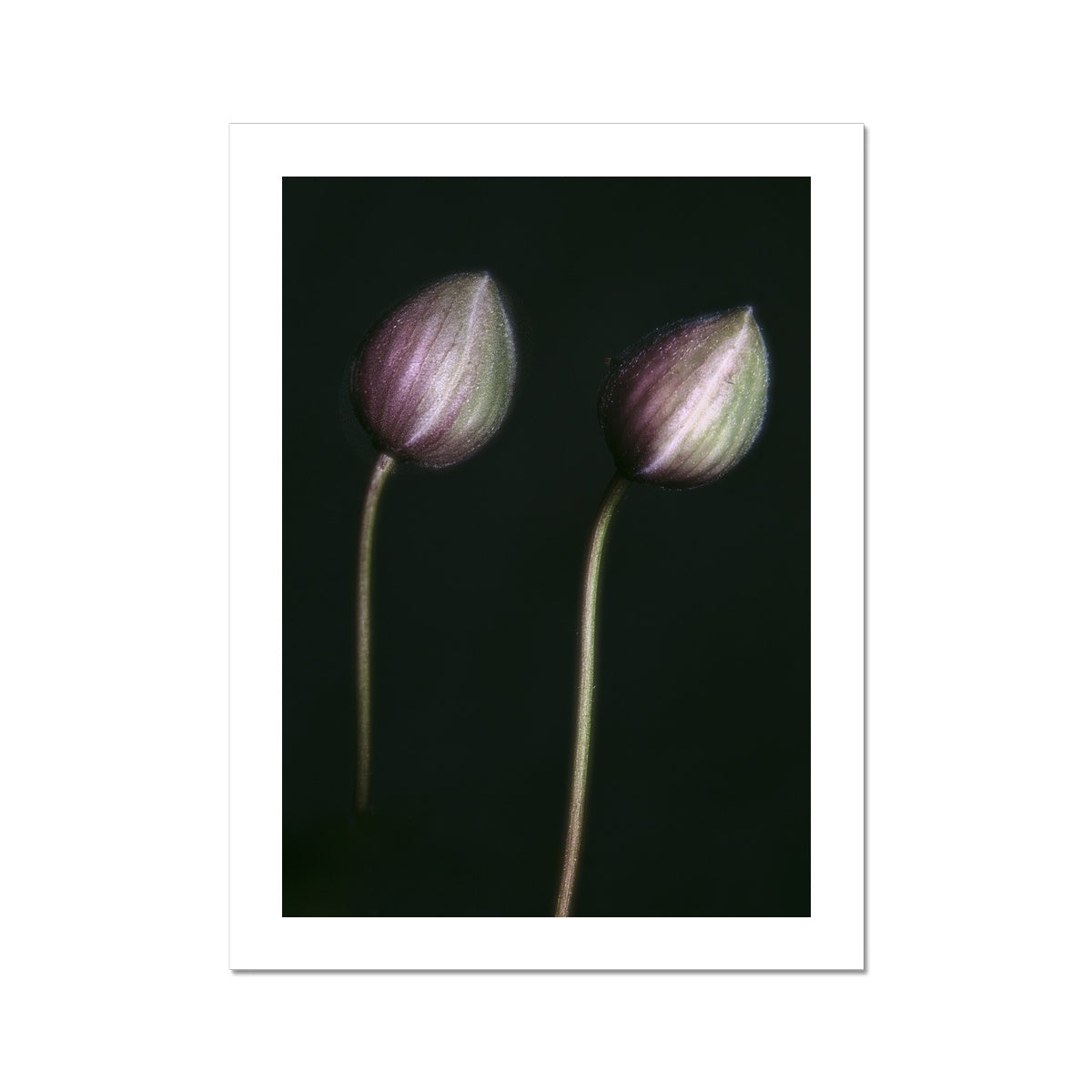 "The Bowed" Fine Art Print
