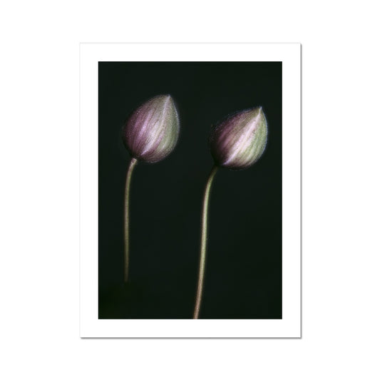 "The Bowed" Fine Art Print