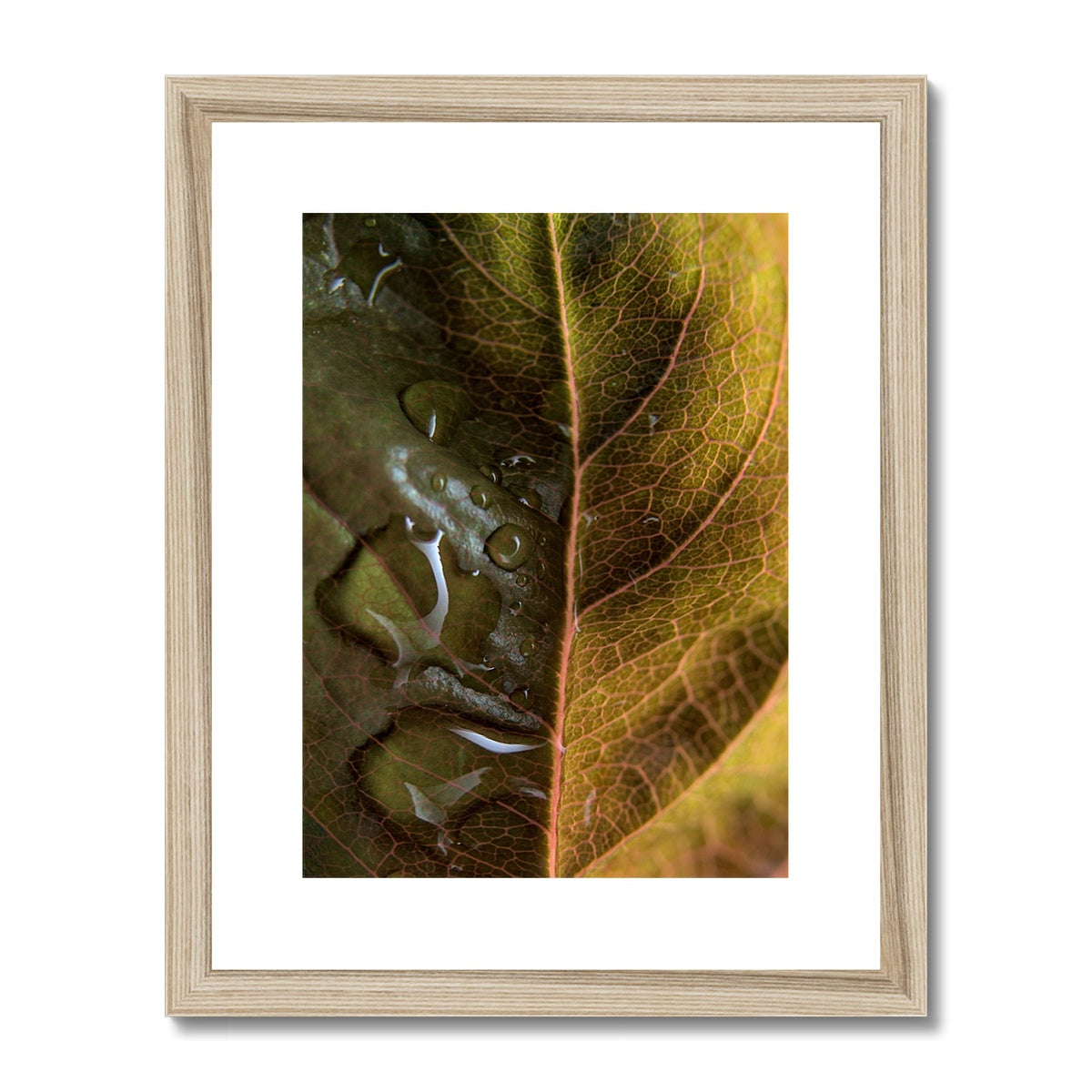 "Sun Rise on Leaf" Framed & Mounted Print