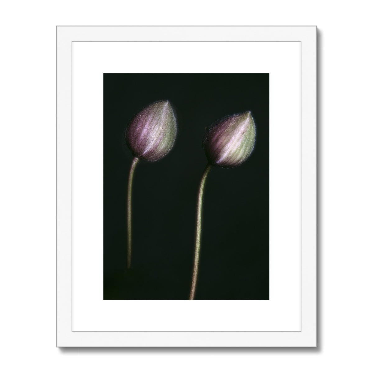 "The Bowed" Framed & Mounted Print