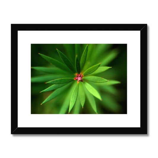 "Neadles" Framed & Mounted Print