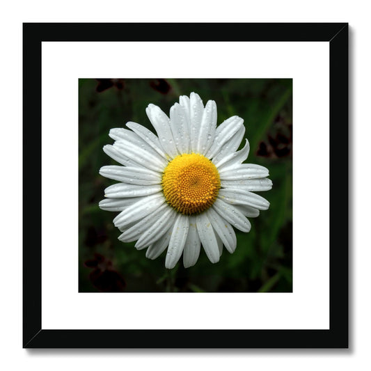 "Daze" Framed & Mounted Print