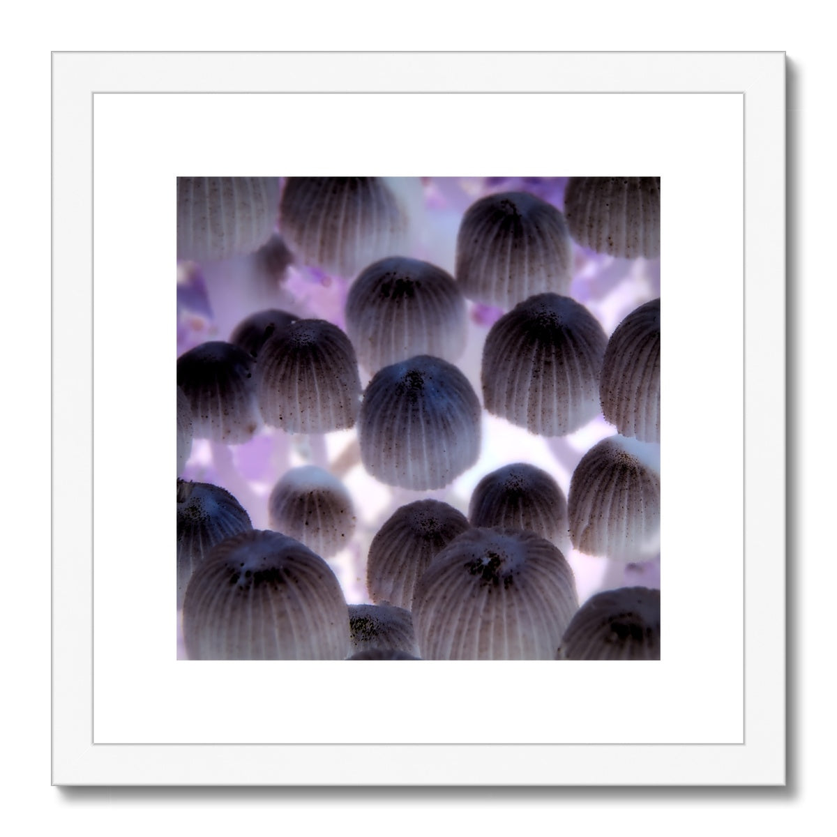 "Shroom Disco" Framed & Mounted Print