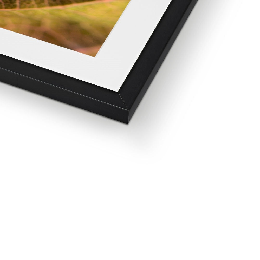 "Sun Rise on Leaf" Framed & Mounted Print